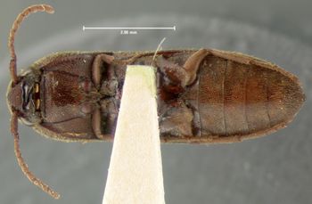 Media type: image;   Entomology 33776 Aspect: habitus ventral view